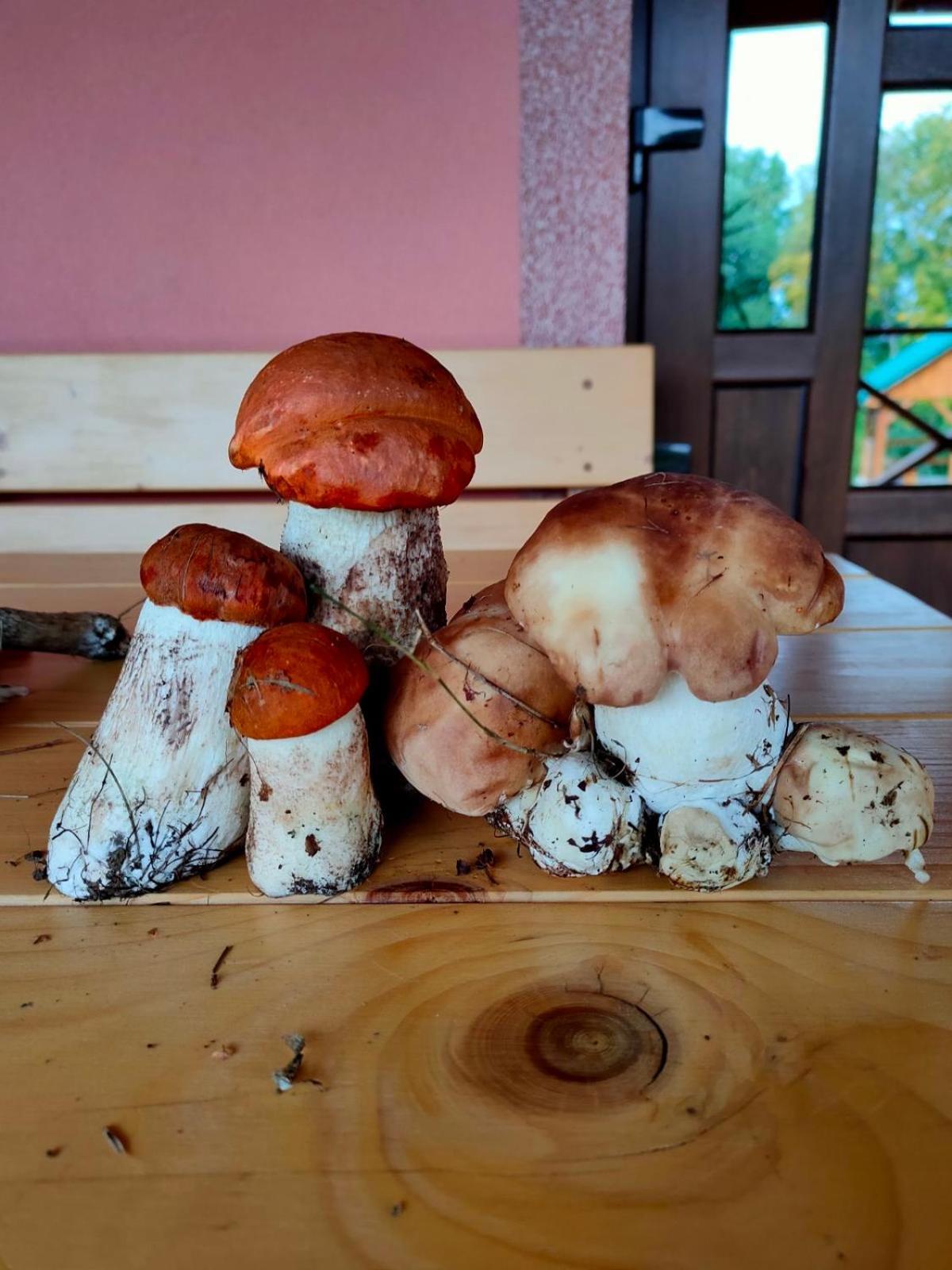 Соколів Камінь Novoselitsa  Bagian luar foto