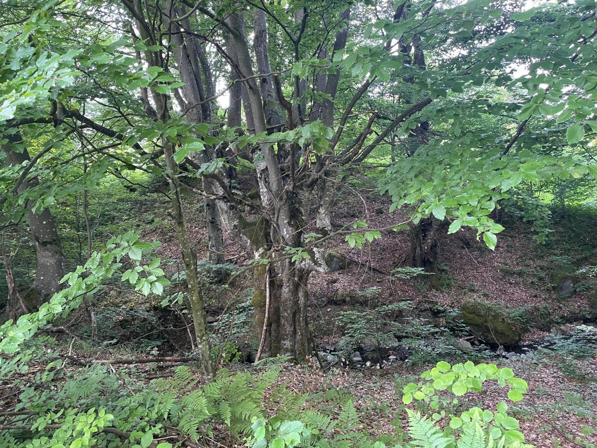 Соколів Камінь Novoselitsa  Bagian luar foto